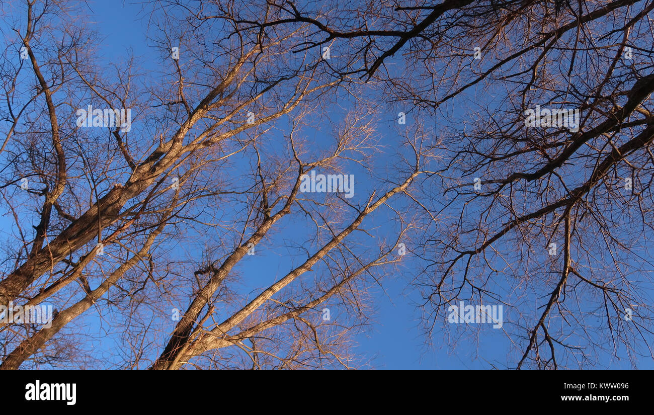 Legna secca Foto Stock