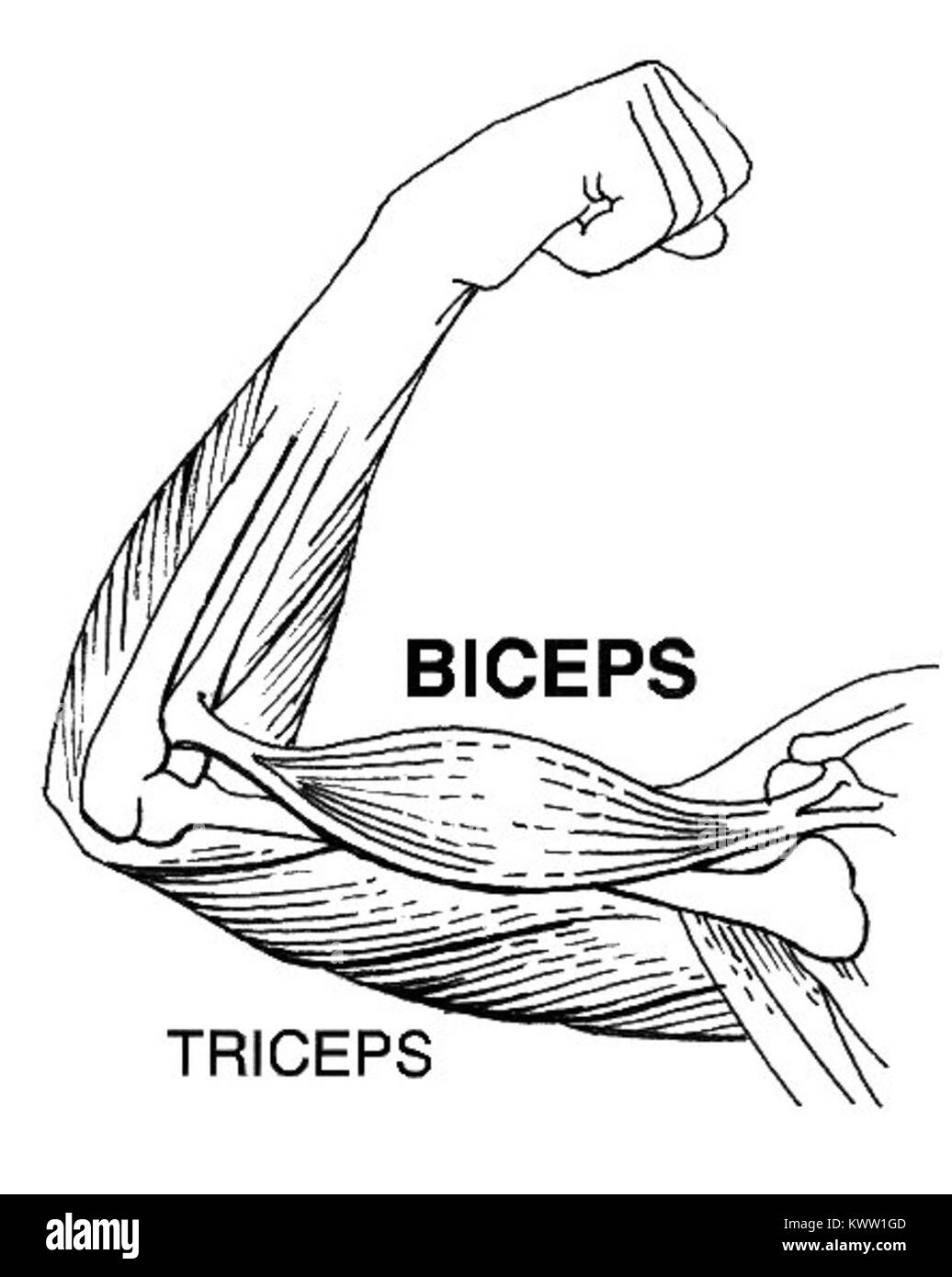 L'illustrazione anatomica mostra il muscolo brachiale bicipite nella parte superiore del braccio, con i dettagli della sua origine in corrispondenza della scapola, l'inserimento nel raggio e il ruolo nella flessione del gomito e nella supinazione dell'avambraccio. Foto Stock