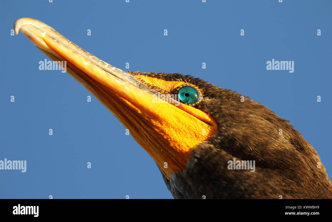 Una profila, creative ritratto di un cormorano Double-Crested. Foto Stock