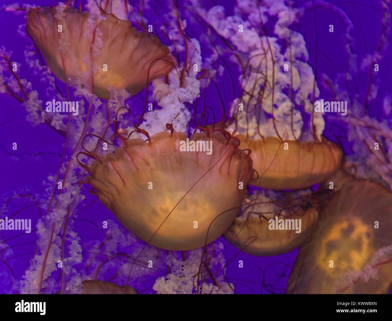 Più belle meduse mortale in mare Foto Stock