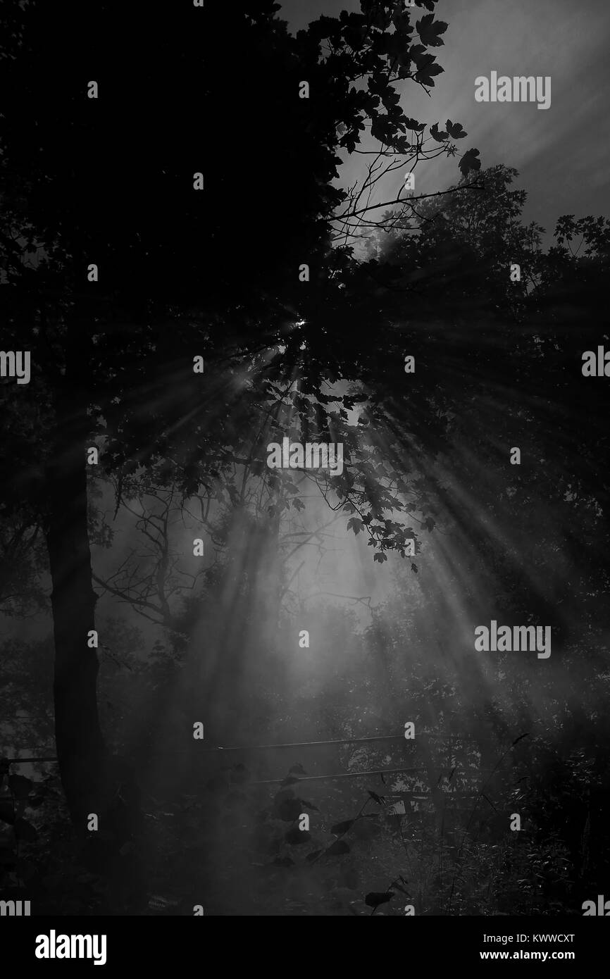 Luna raggi di luce attraverso i rami degli alberi e la nebbia Foto Stock