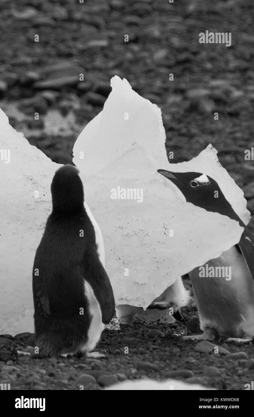I pinguini fotografato durante un mese 2 tour delle varie isole di antartica 2017 Foto Stock
