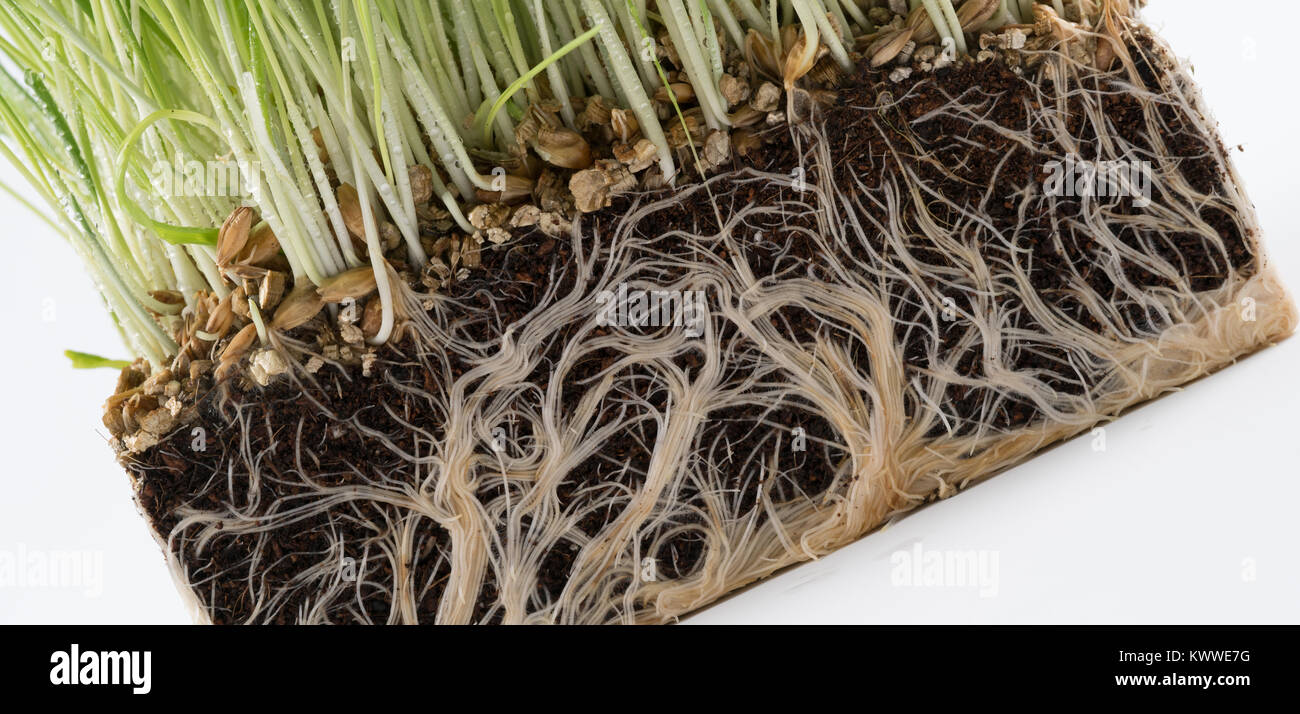 Pianta verde erba con un pezzo di terreno. Studio della microflora del terreno Foto Stock
