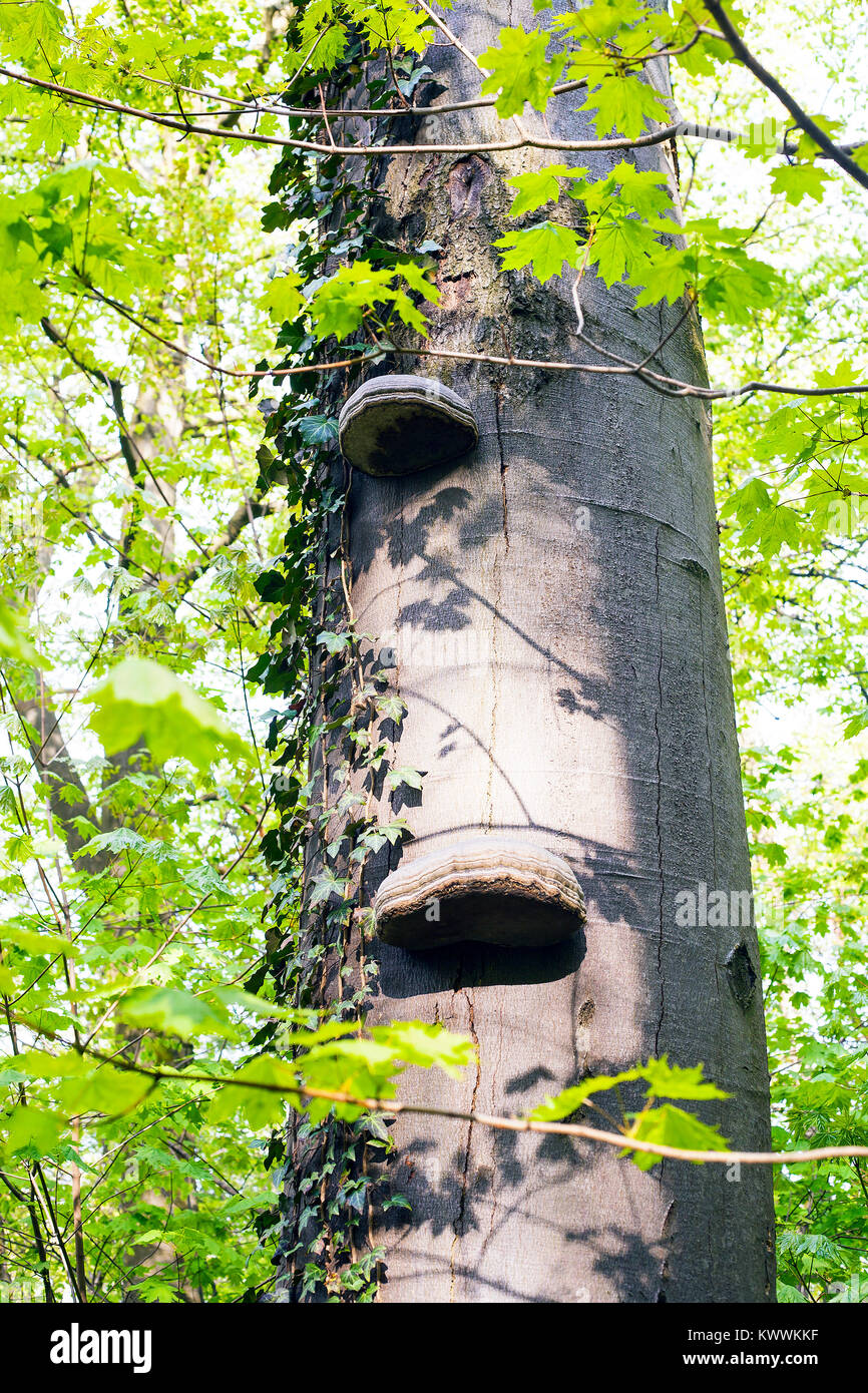 Fungo e Polypores ivy cresce su albero nella foresta verde Foto Stock