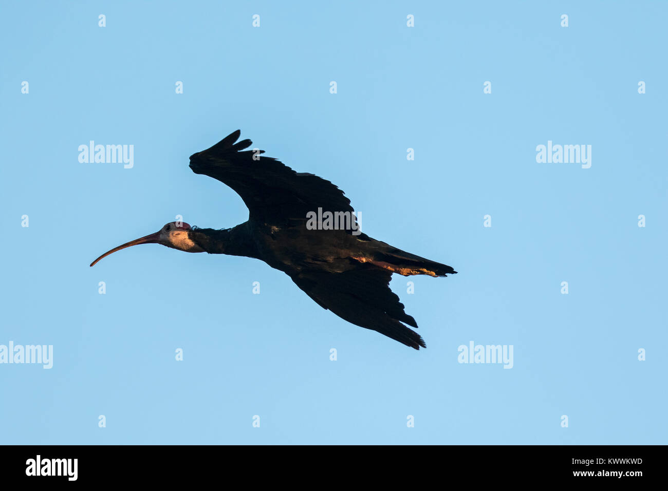 Southern calvo Ibis (Geronticus calvus) adulto in volo Foto Stock