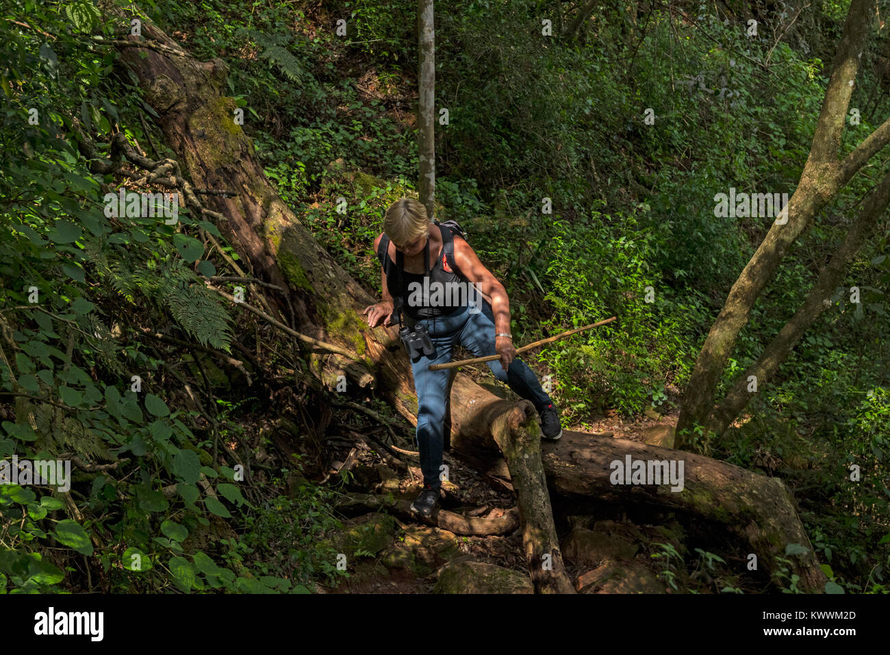 Donna che cammina sulla natura sentieri per camminate in montagna foresta di pioggia con il bastone da passeggio a hotel Mount Saba nel nord montagne Drakensberg, Pellegrino la Foto Stock