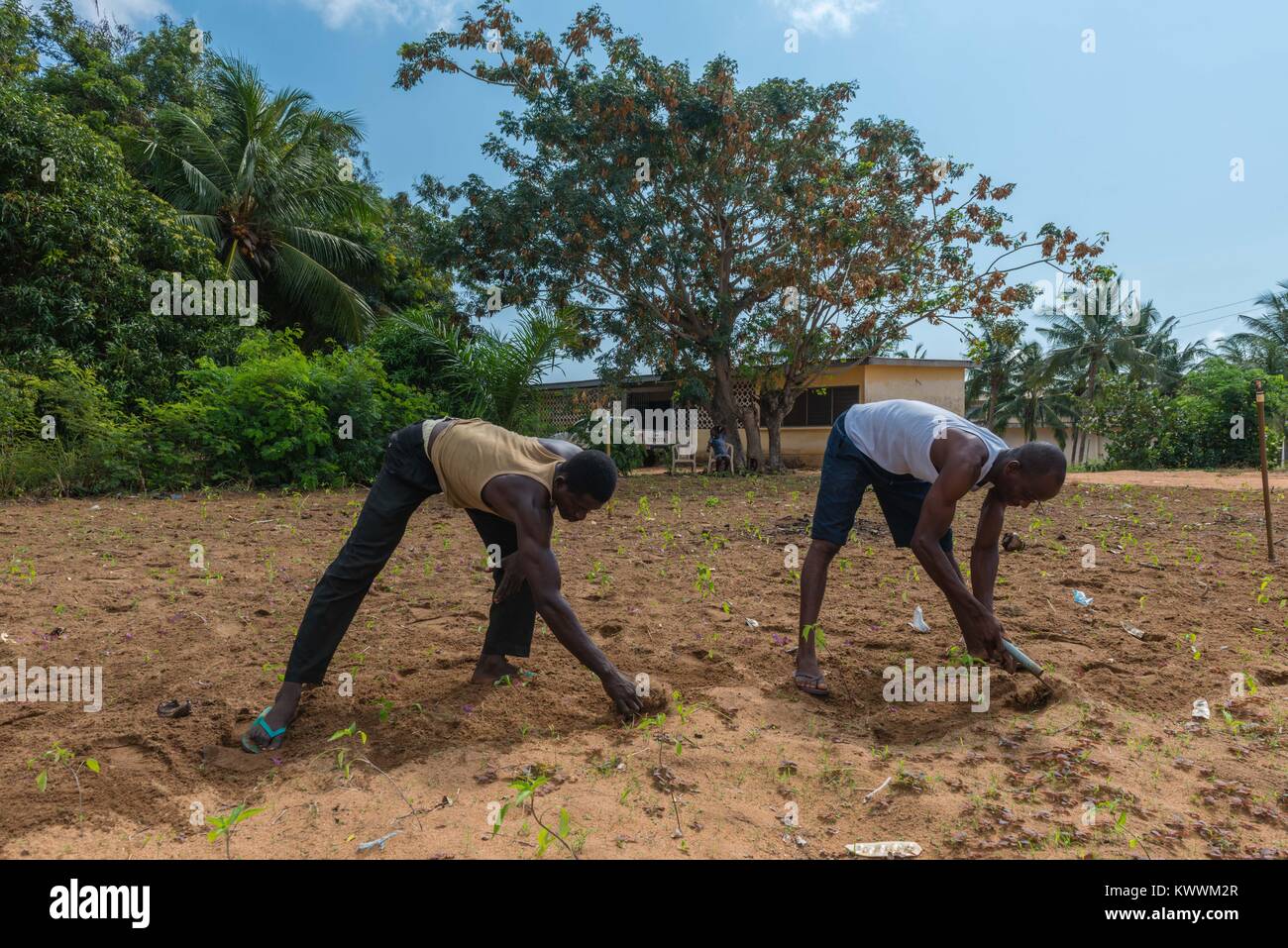 Ripulendo dalle erbacce un campo a mano, Dipartimento di Agricoltura, Keta comunali, guai, Volta Regione, Ghana, Africa Foto Stock