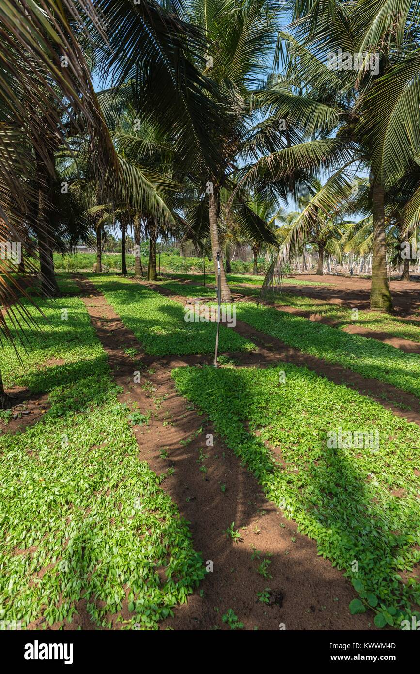 Agricoltura nell'ombra delle palme, Anloga, Volta Regione, Ghana, Africa Foto Stock