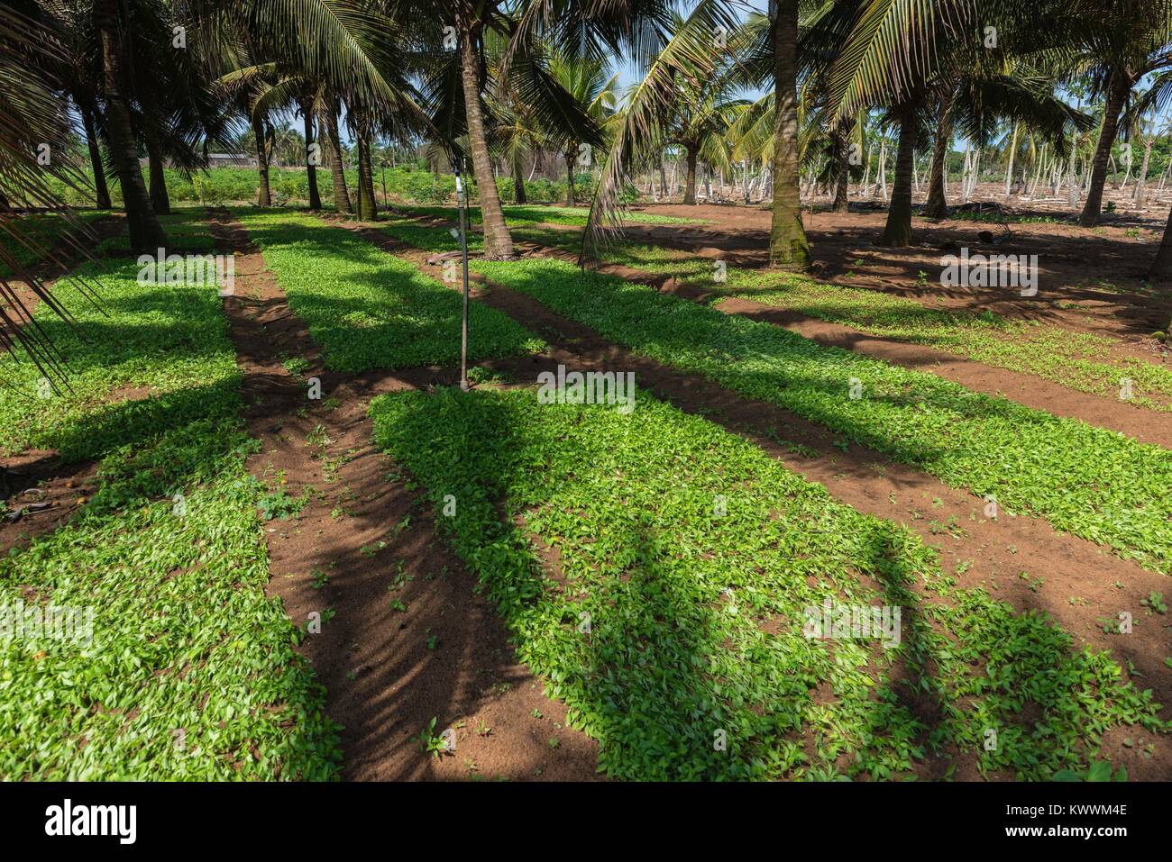 Agricoltura nell'ombra delle palme, Anloga, Volta Regione, Ghana, Africa Foto Stock