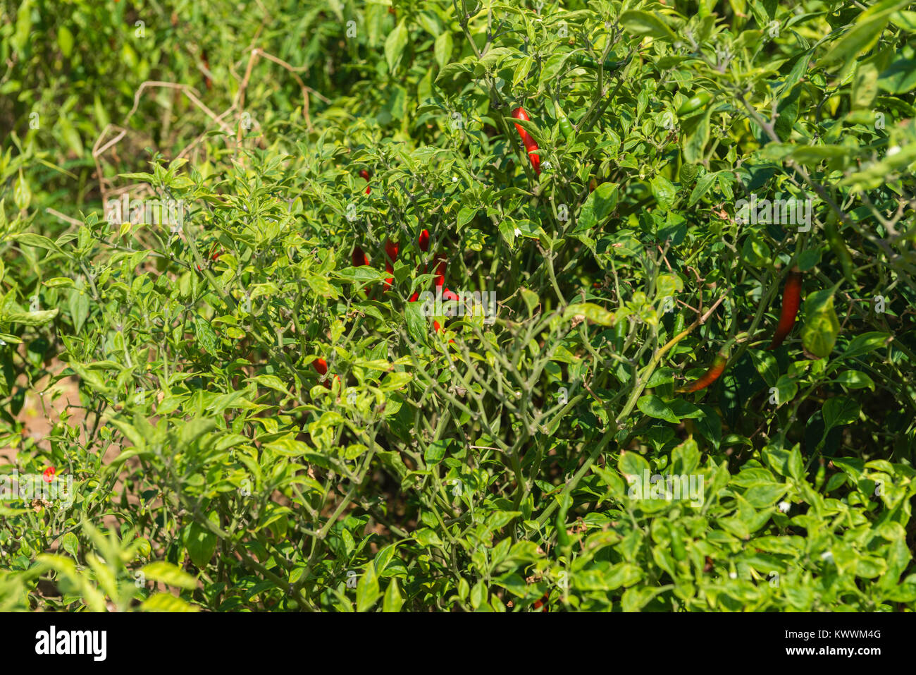 Campo di rosso peperoncino, Anloga, Volta Regione, Ghana, Africa Foto Stock