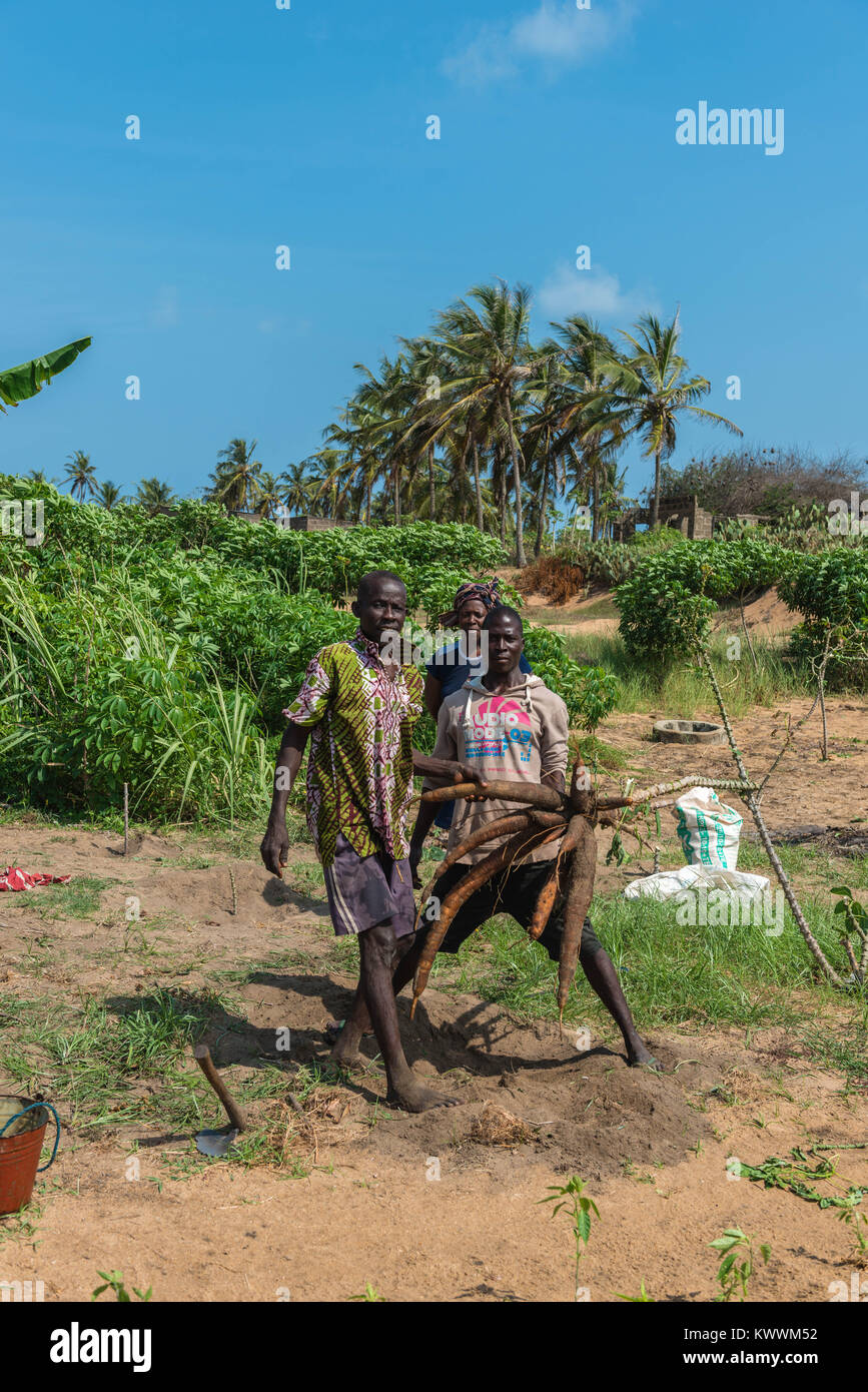 Tirando fuori una pianta di manioca, Farm in Anloga, Volta Regione, Ghana, Africa Foto Stock