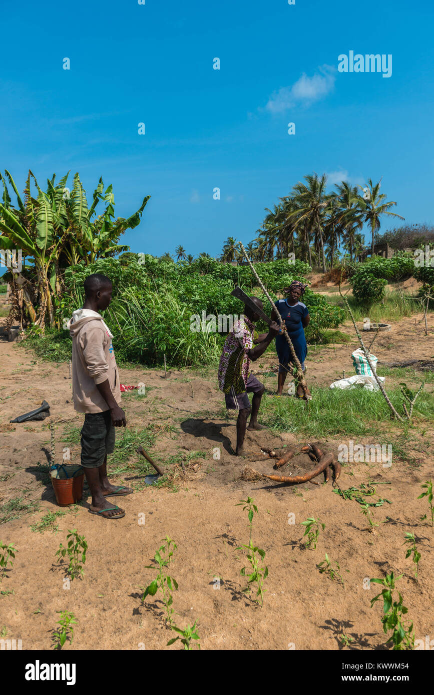 Tirando fuori una pianta di manioca, Farm in Anloga, Volta Regione, Ghana, Africa Foto Stock