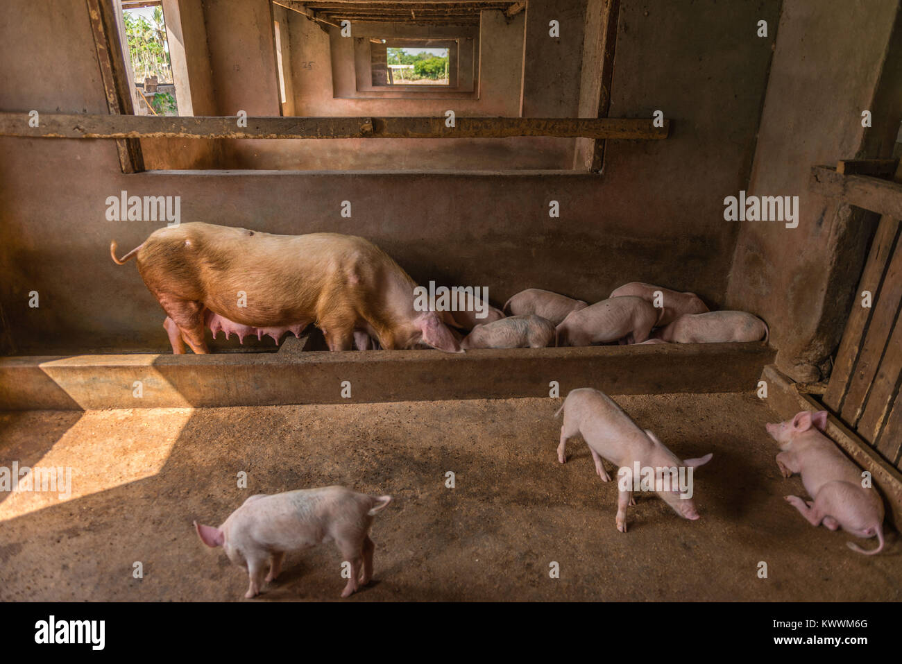 Pigstall su una fattoria tra palme di cocco, Anloga, Volta Regione, Ghana, Africa Foto Stock