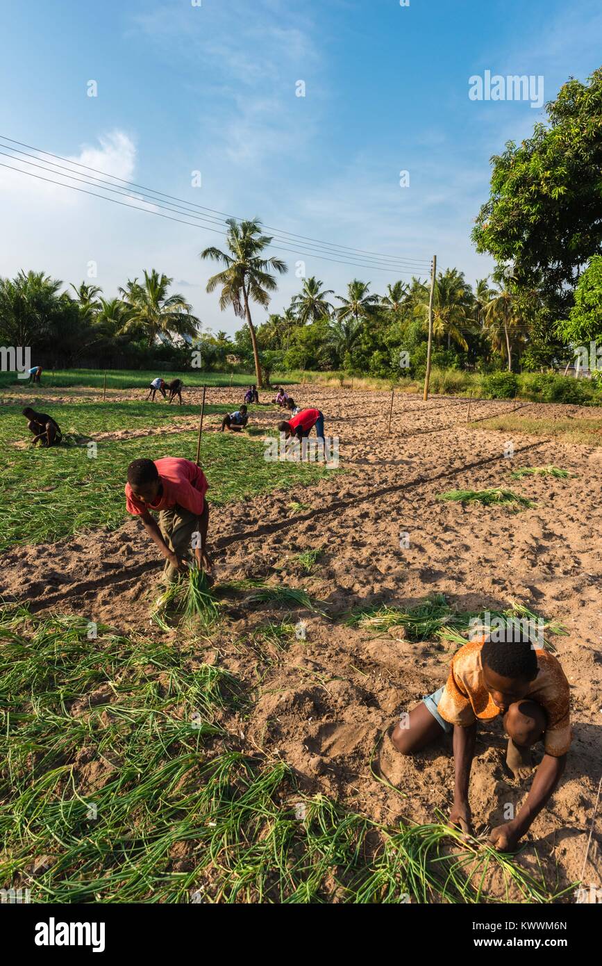 Le piccole aziende agricole, contadino piantare cipolle, Anyanui, Volta Regione, Ghana, Africa Foto Stock