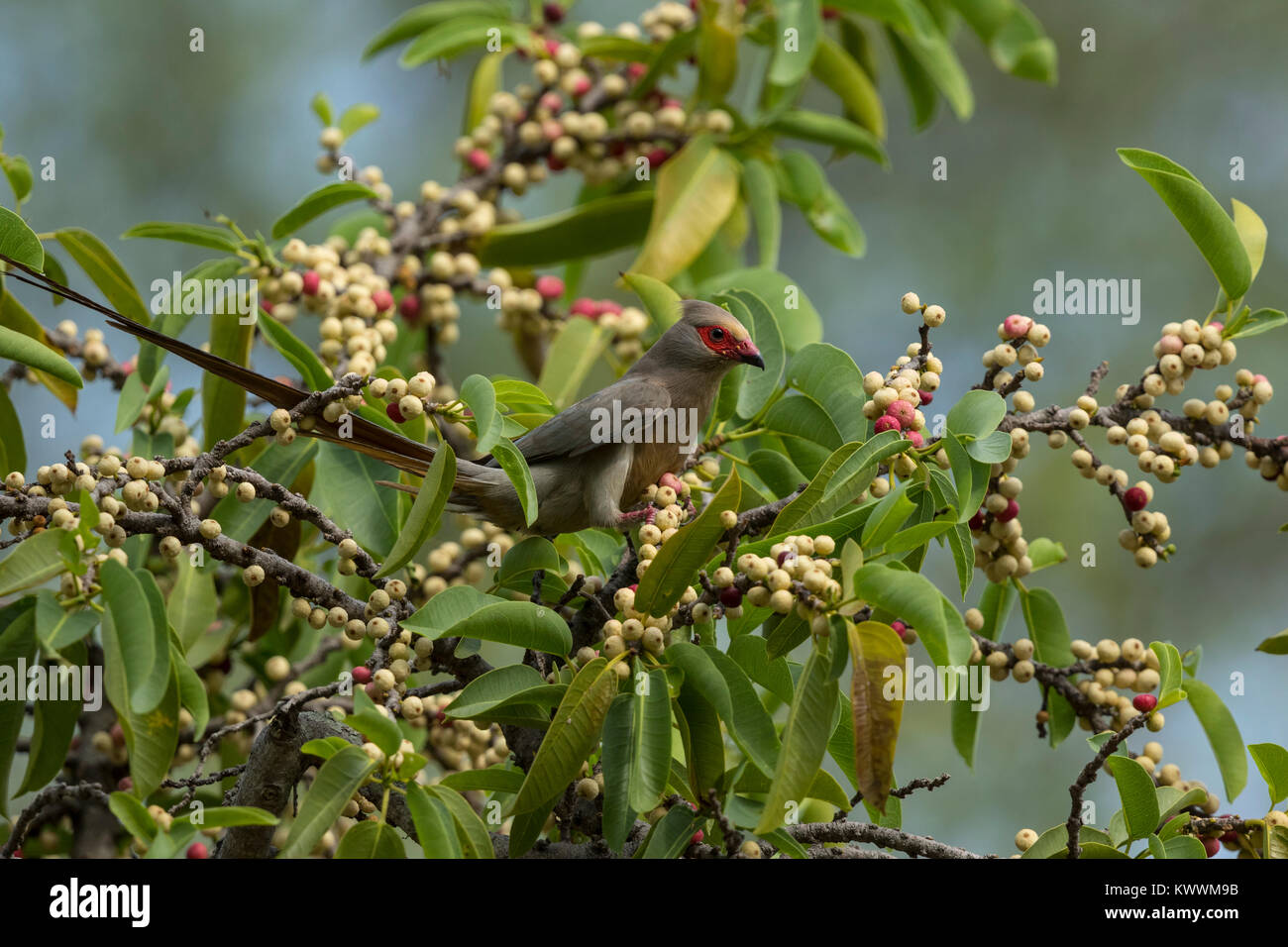 Rosso-di fronte Mousebird (Urocolius indicus) mangiando le figure Foto Stock