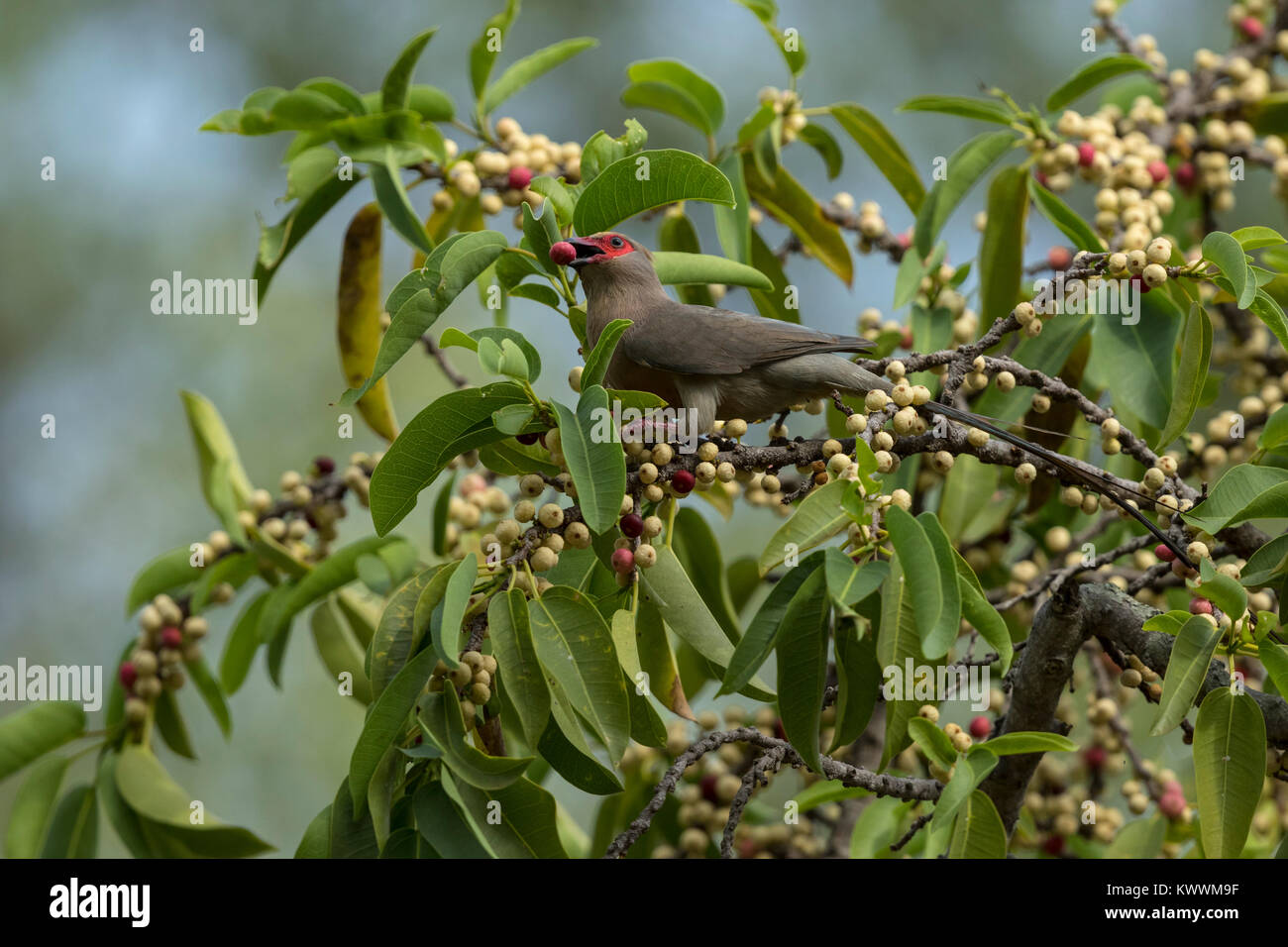 Rosso-di fronte Mousebird (Urocolius indicus) mangiando le figure Foto Stock