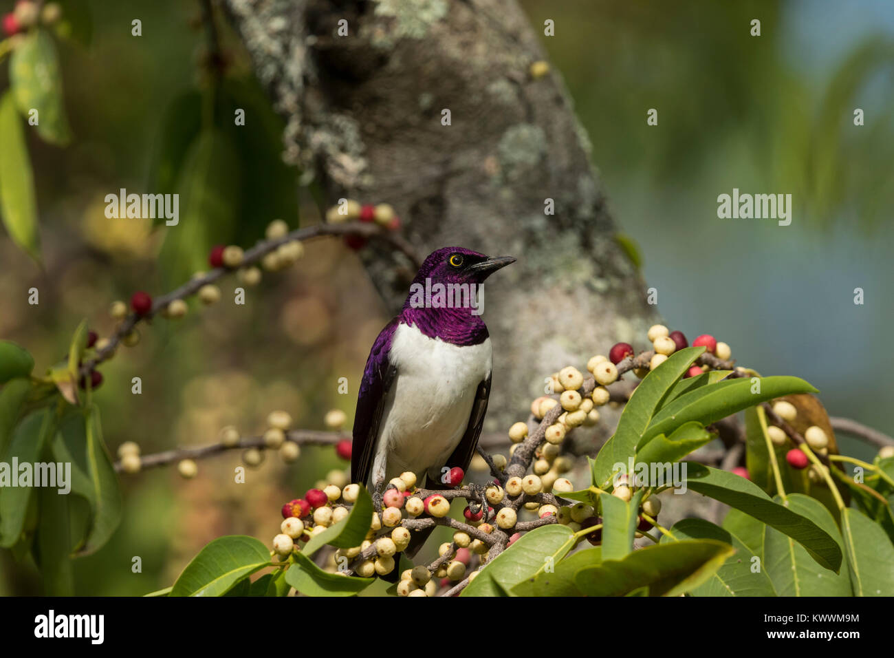 Viola-backed Starling (Cinnyricinclus leucogaster ssp. verreauxi), maschio mangiare fig, Sturnidae Foto Stock