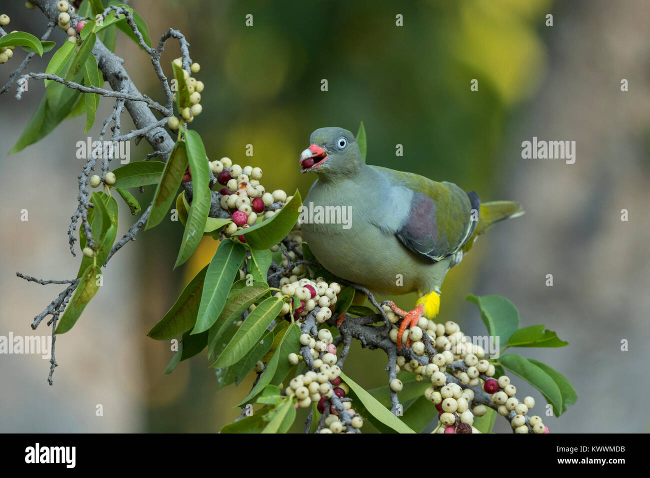 African Green Pigeon (Treron calvus), mangiare fichi, Columbidi Foto Stock