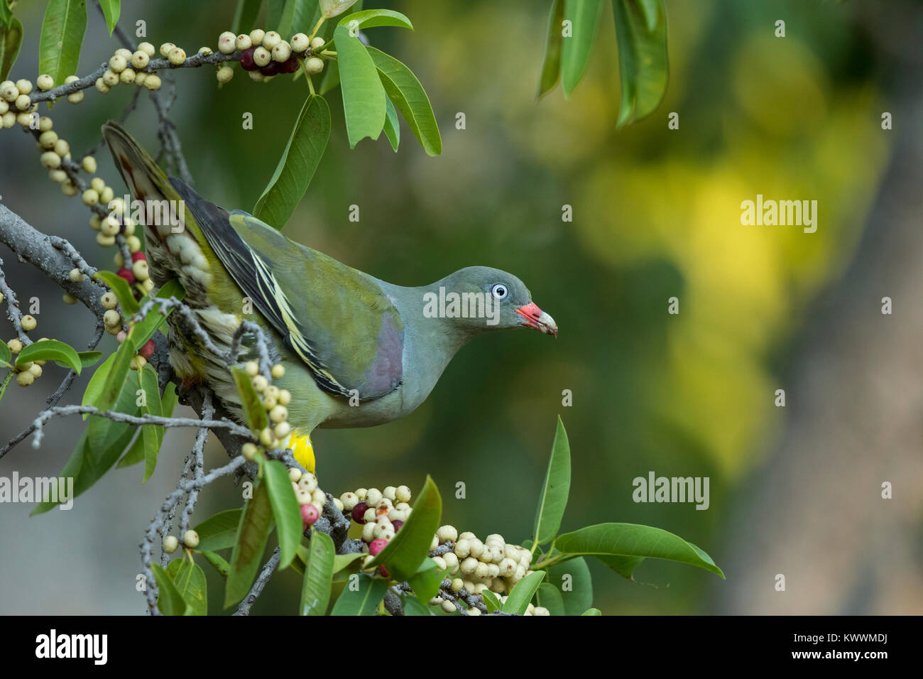 African Green Pigeon (Treron calvus), mangiare fichi, Columbidi Foto Stock