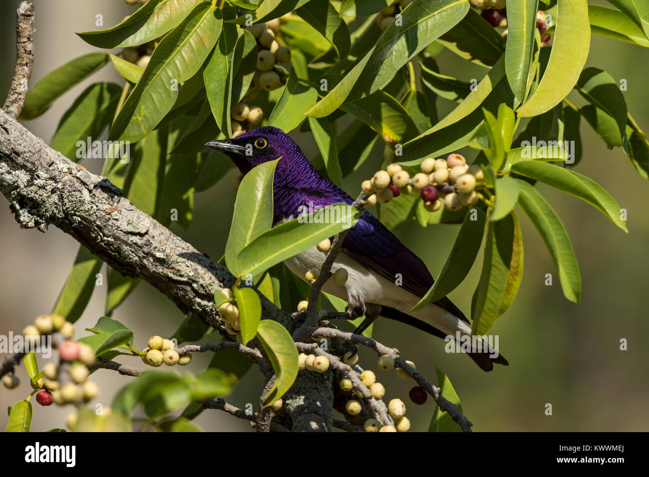 Viola-backed Starling (Cinnyricinclus leucogaster ssp. verreauxi), maschio mangiare fig, Sturnidae Foto Stock