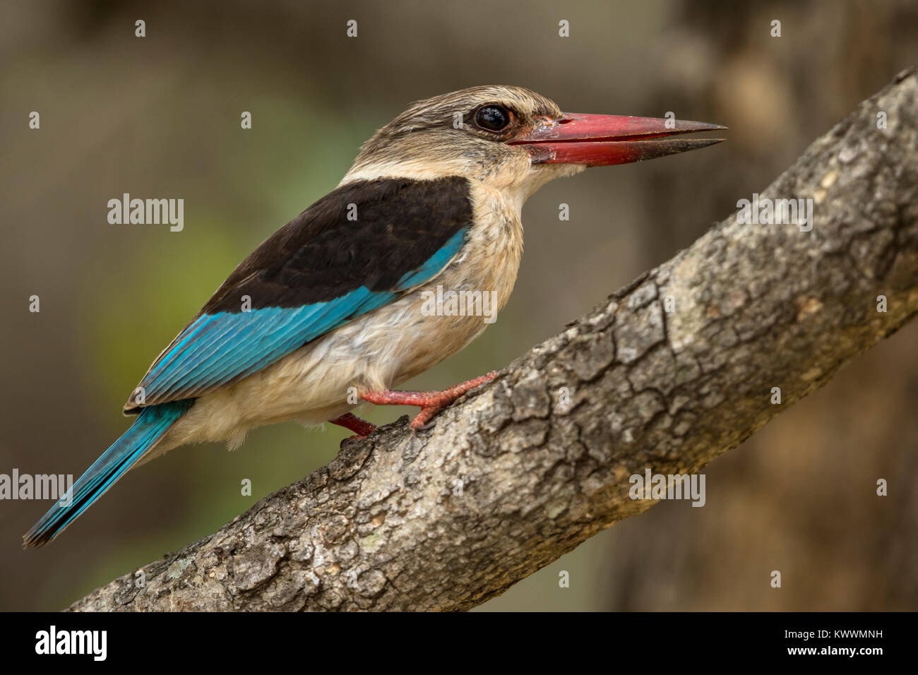 Adulto di colore marrone-incappucciati Kingfisher (Halcyon albiventris ssp. albiventris) Foto Stock