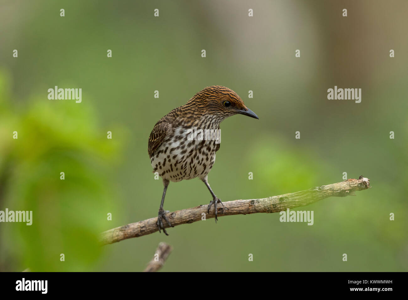 Viola-backed Starling (Cinnyricinclus leucogaster ssp. verreauxi), femmina, Sturnidae Foto Stock