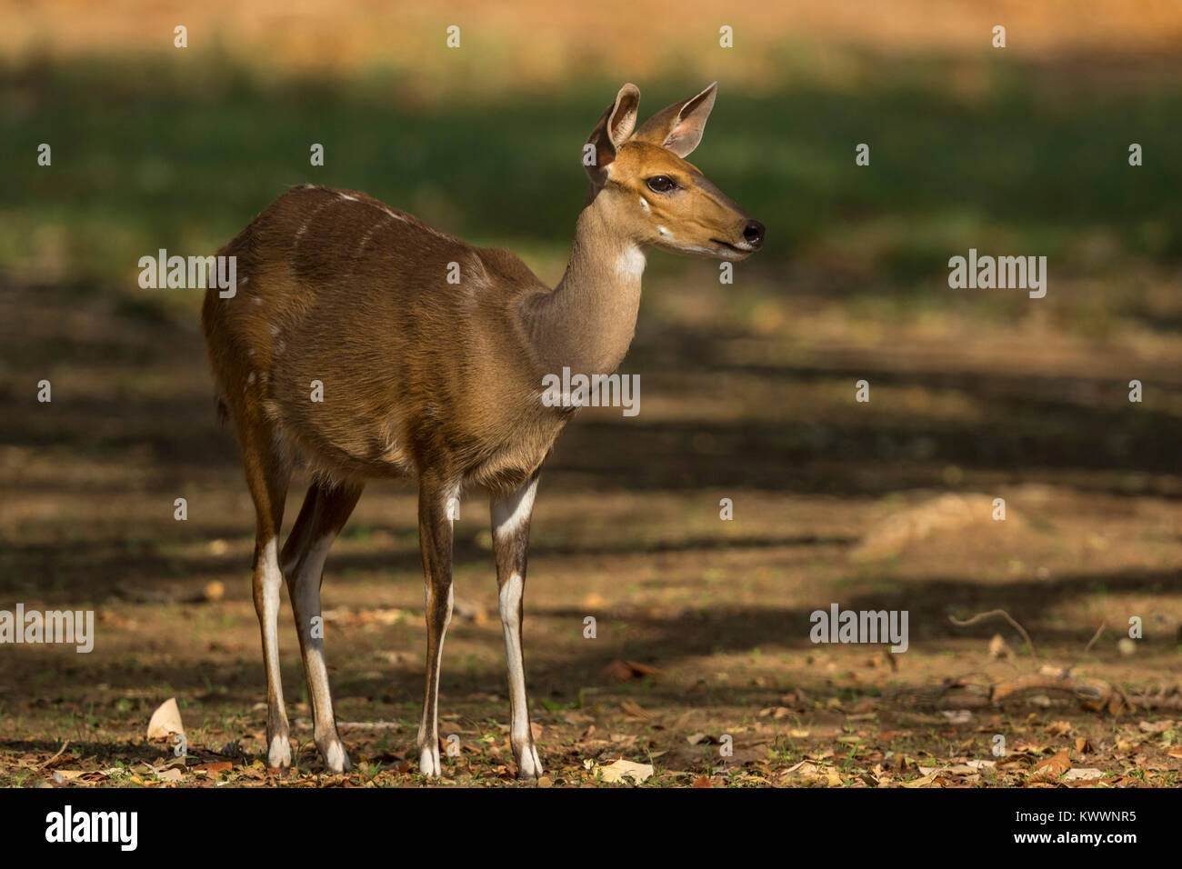 Cape bushbuck, Imbabala (Tragelaphus sylvaticus), bushbuck (Tragelaphus scriptus), femmina Foto Stock