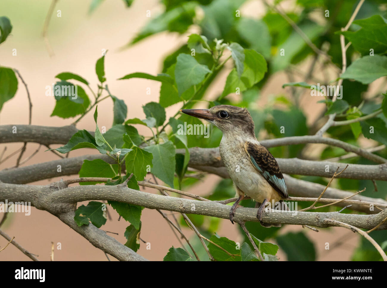 I capretti marrone-incappucciati Kingfisher (Halcyon albiventris ssp. albiventris) Foto Stock