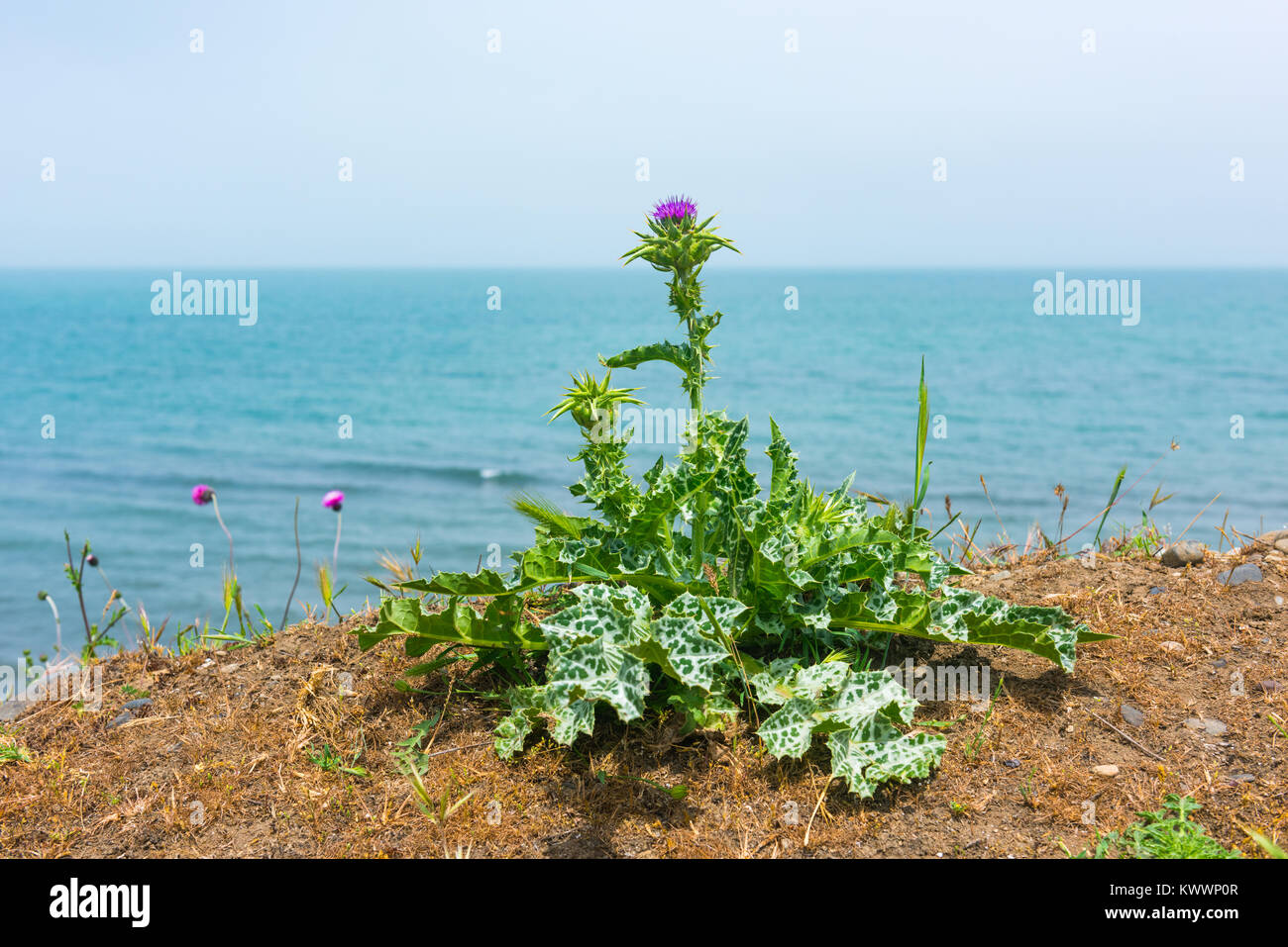 Thistle fiori sulla fascia costiera Foto Stock