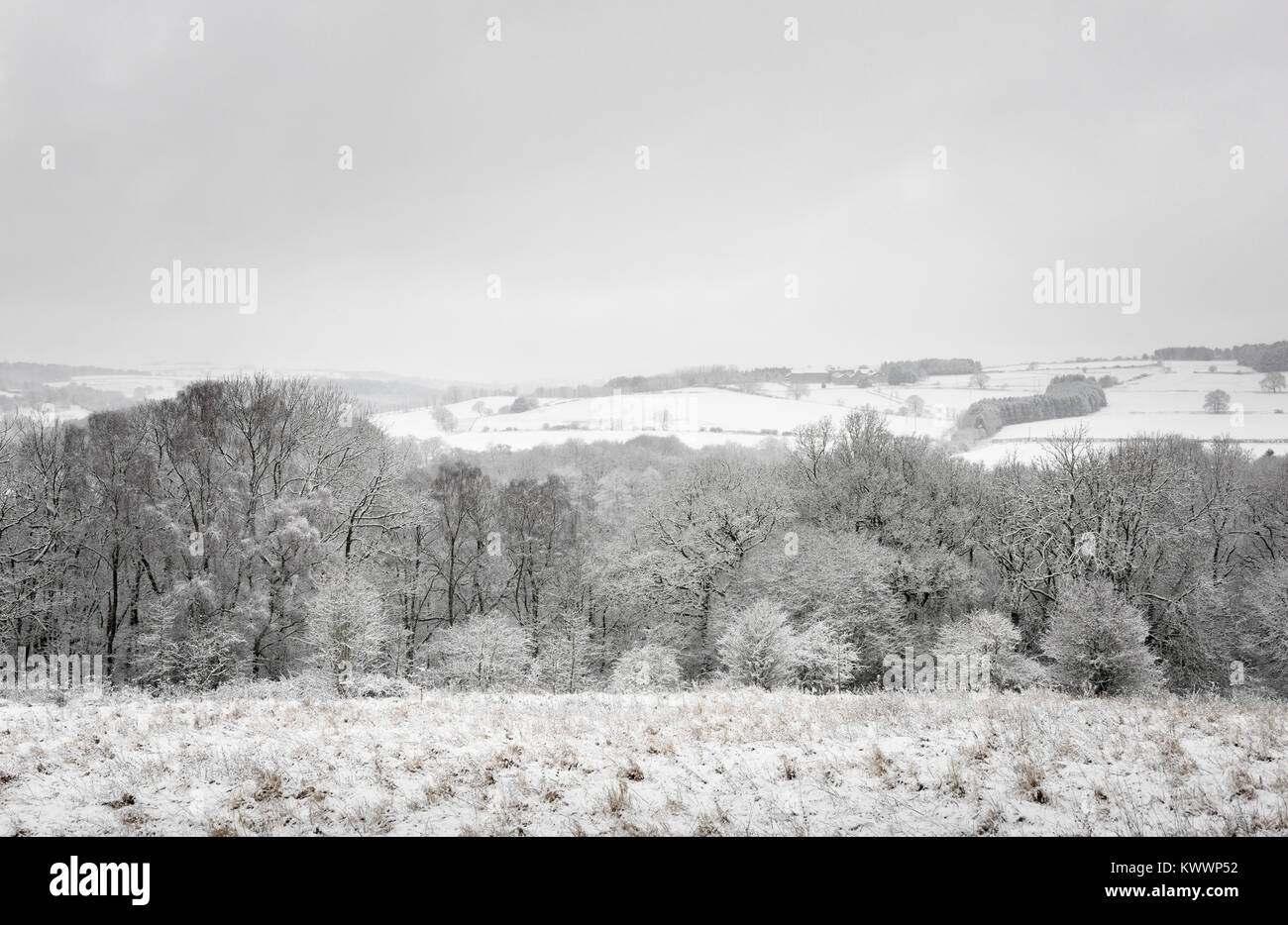 Coperta di neve nella campagna inglese in inverno nevoso della Contea di Durham bosco invernale nell Inghilterra del Nord Foto Stock