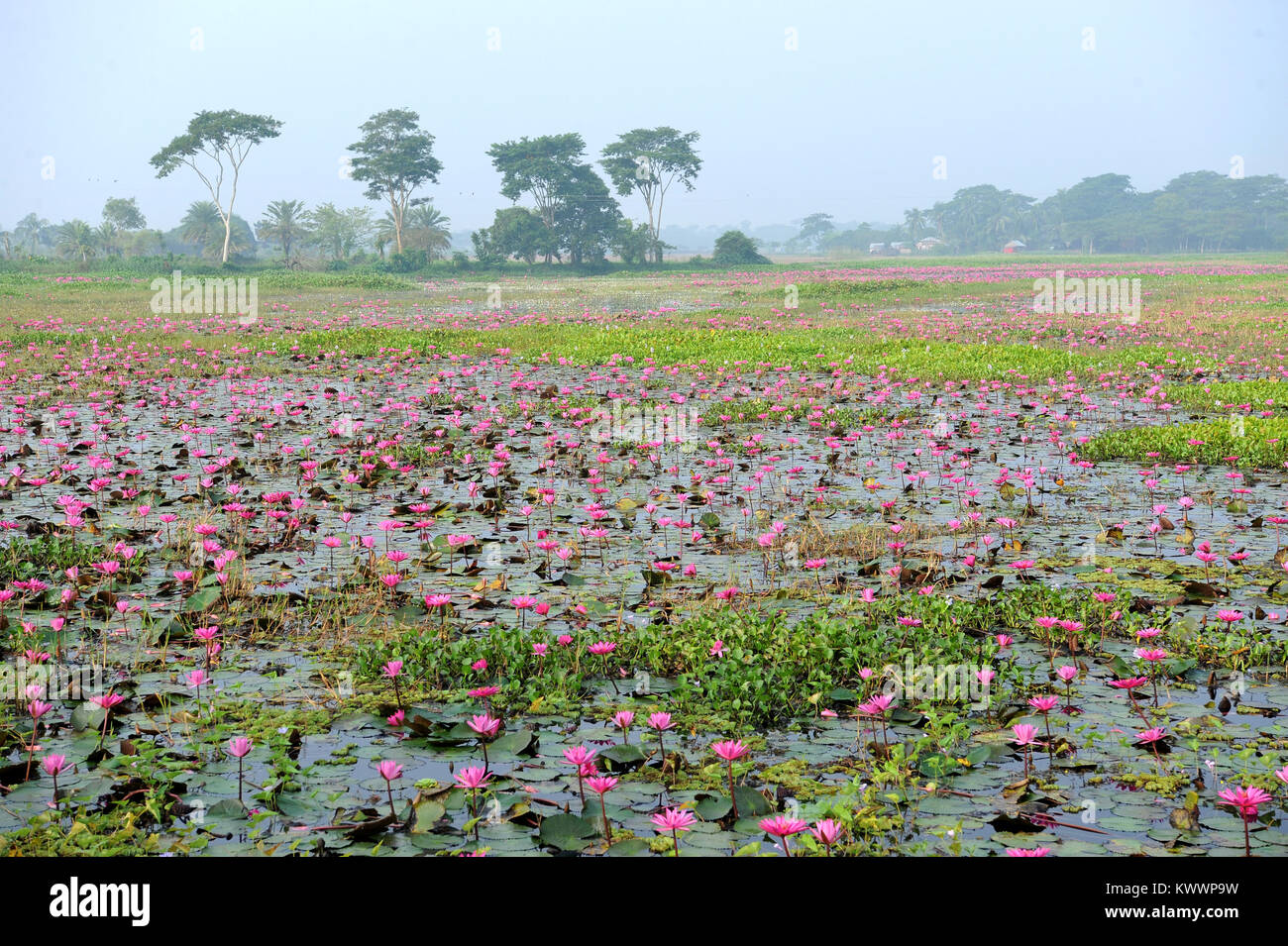 GOPALGANJ, BANGLADESH - Novembre 11, 2016: ninfee piante sul lago a Gopalganj, Bangladesh. Popolo del Bangladesh guadagnare soldi vendendo l'acqua lil Foto Stock