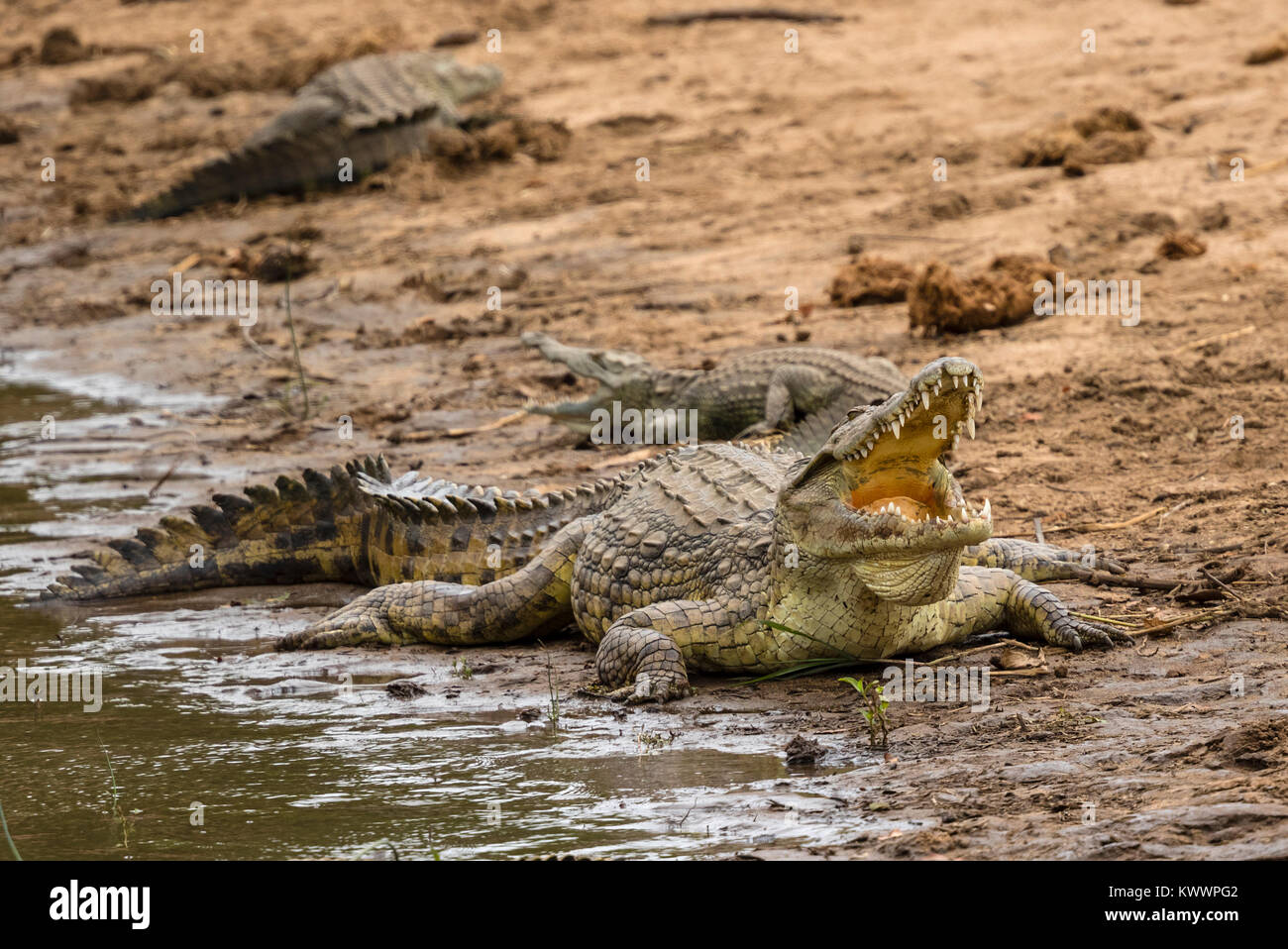 Coccodrilli del Nilo (Crocodylus niloticus), (Crocodylia), Foto Stock