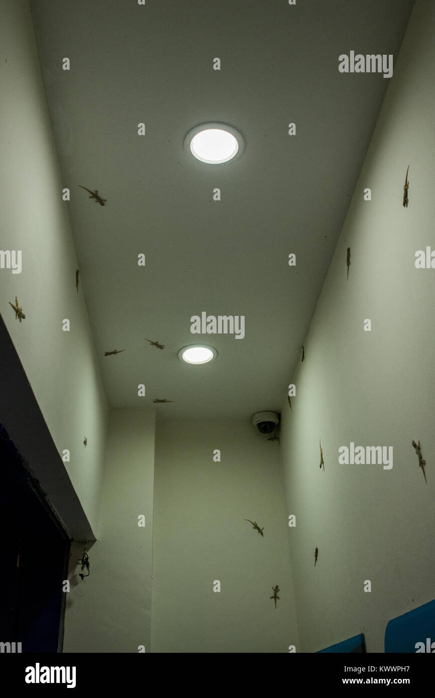 Casa comune gechi raggruppate nell'armadio di ATM, in Phnom Penh Cambogia. Geco invasione, appeso alle pareti e sul soffitto. Luce colorata gecko Foto Stock