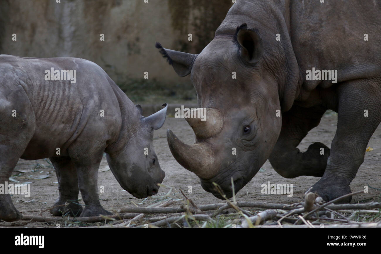 Rinoceronte nero la madre e il bambino a Cincinnati zoo Foto Stock