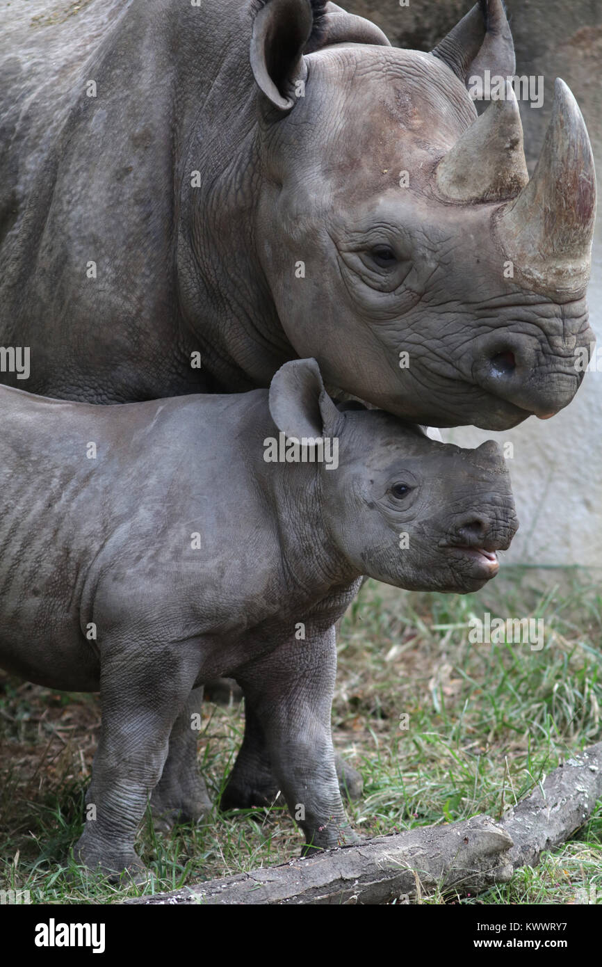 Rinoceronte nero la madre e il bambino a Cincinnati zoo Foto Stock