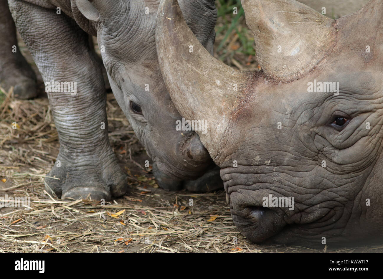 Rinoceronte nero la madre e il bambino a Cincinnati zoo Foto Stock