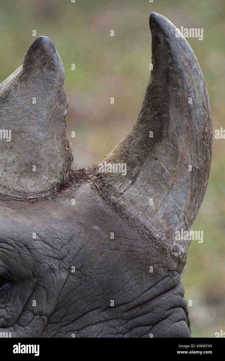 Rinoceronte nero corno vicino fino a Cincinnati zoo Foto Stock