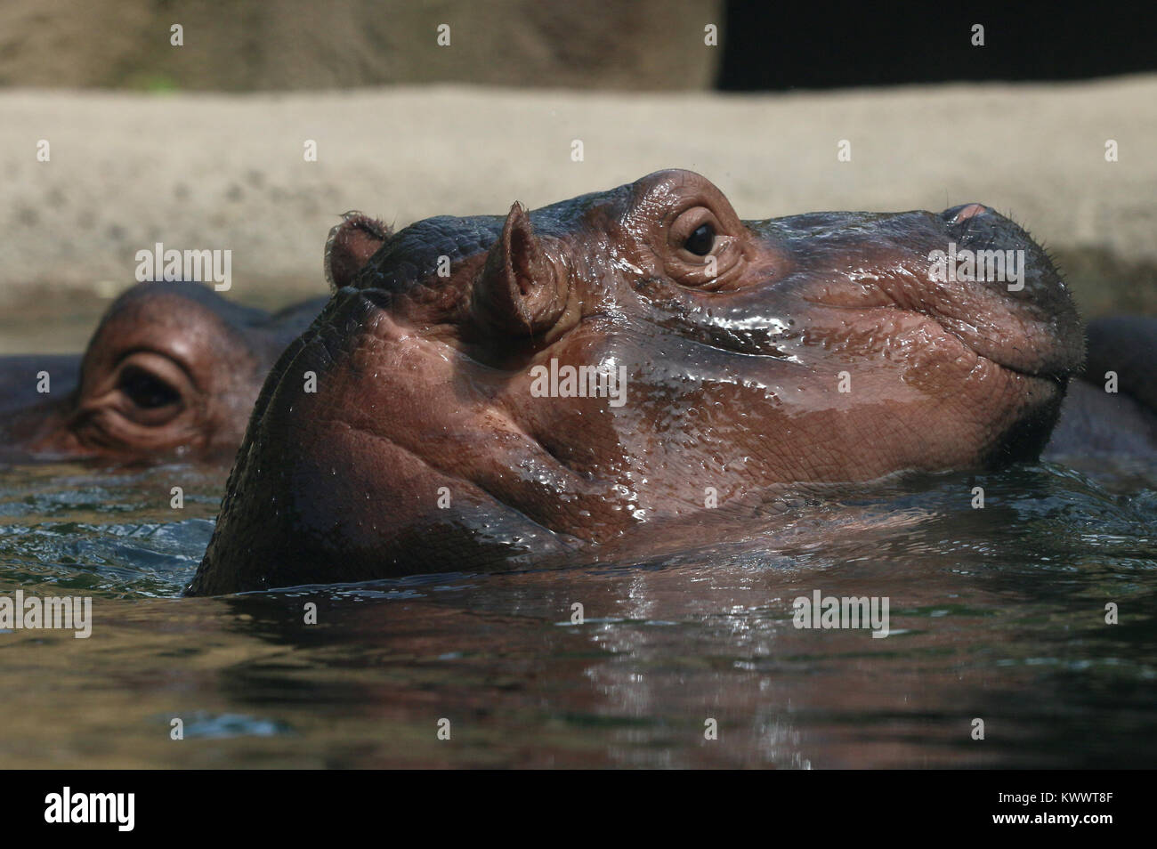 Baby ippopotamo Fiona con la madre a Cincinnati Zoo Foto Stock