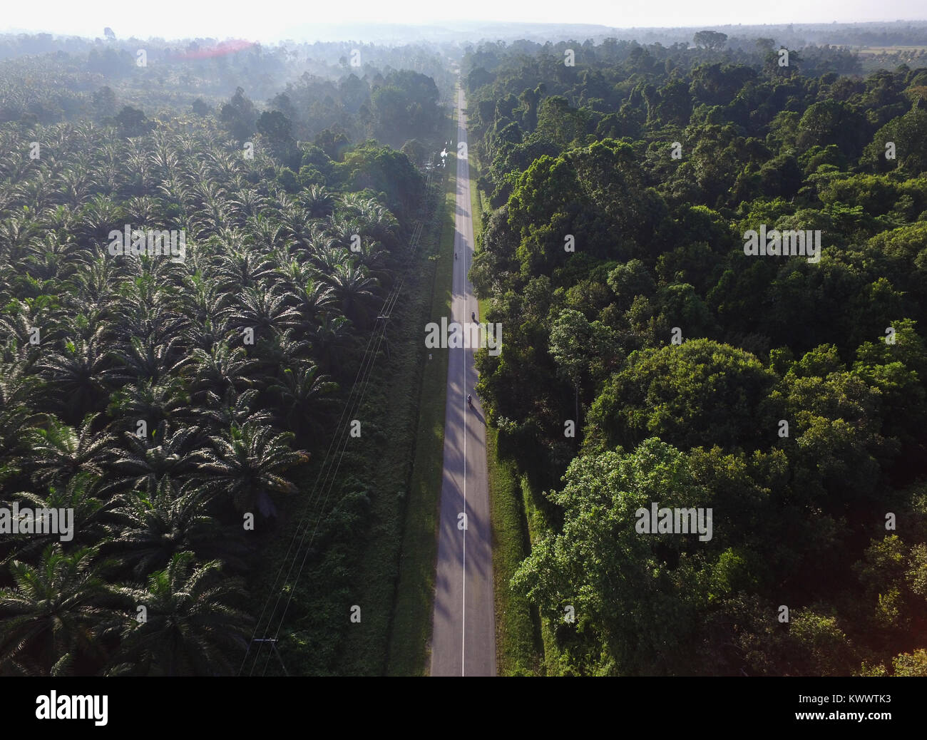 Strada dell'olio di palma piantagione in Bone-Bone, Sulawesi meridionale Foto Stock