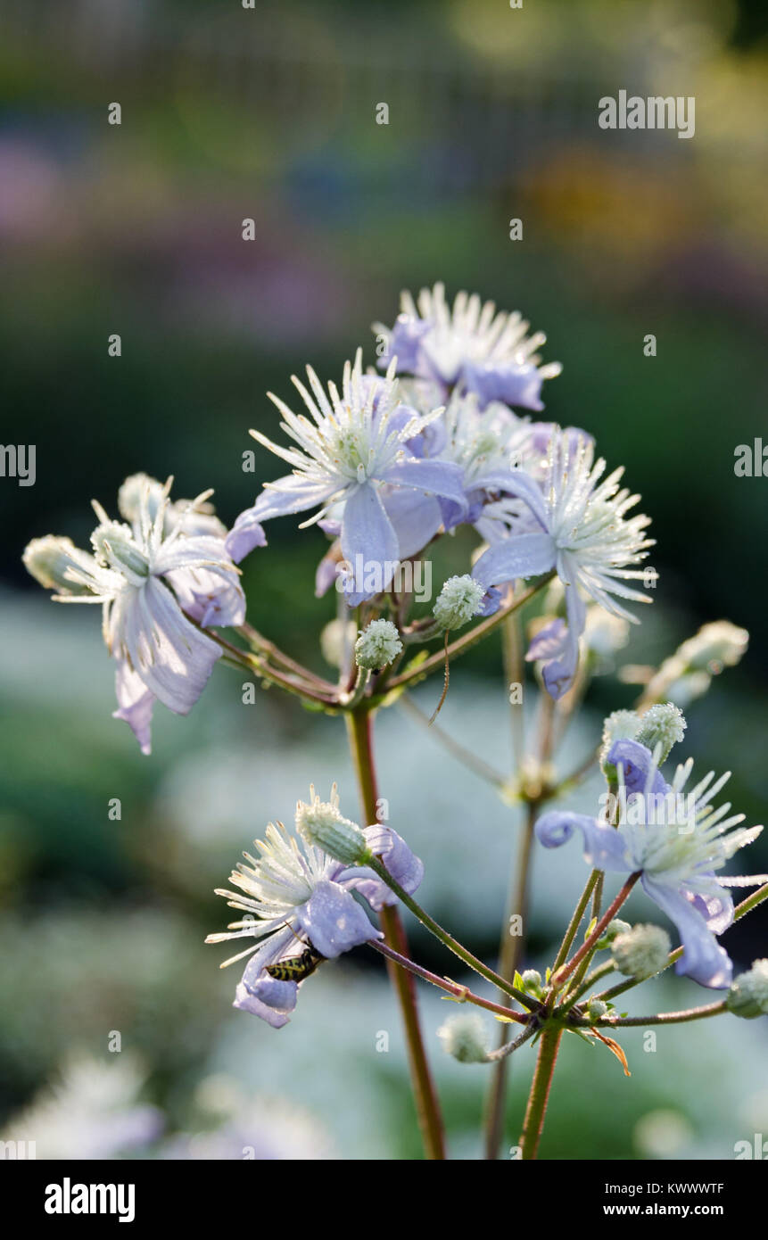 Clematis heracleifolia in Bloom, Bar Harbor, Maine Foto Stock