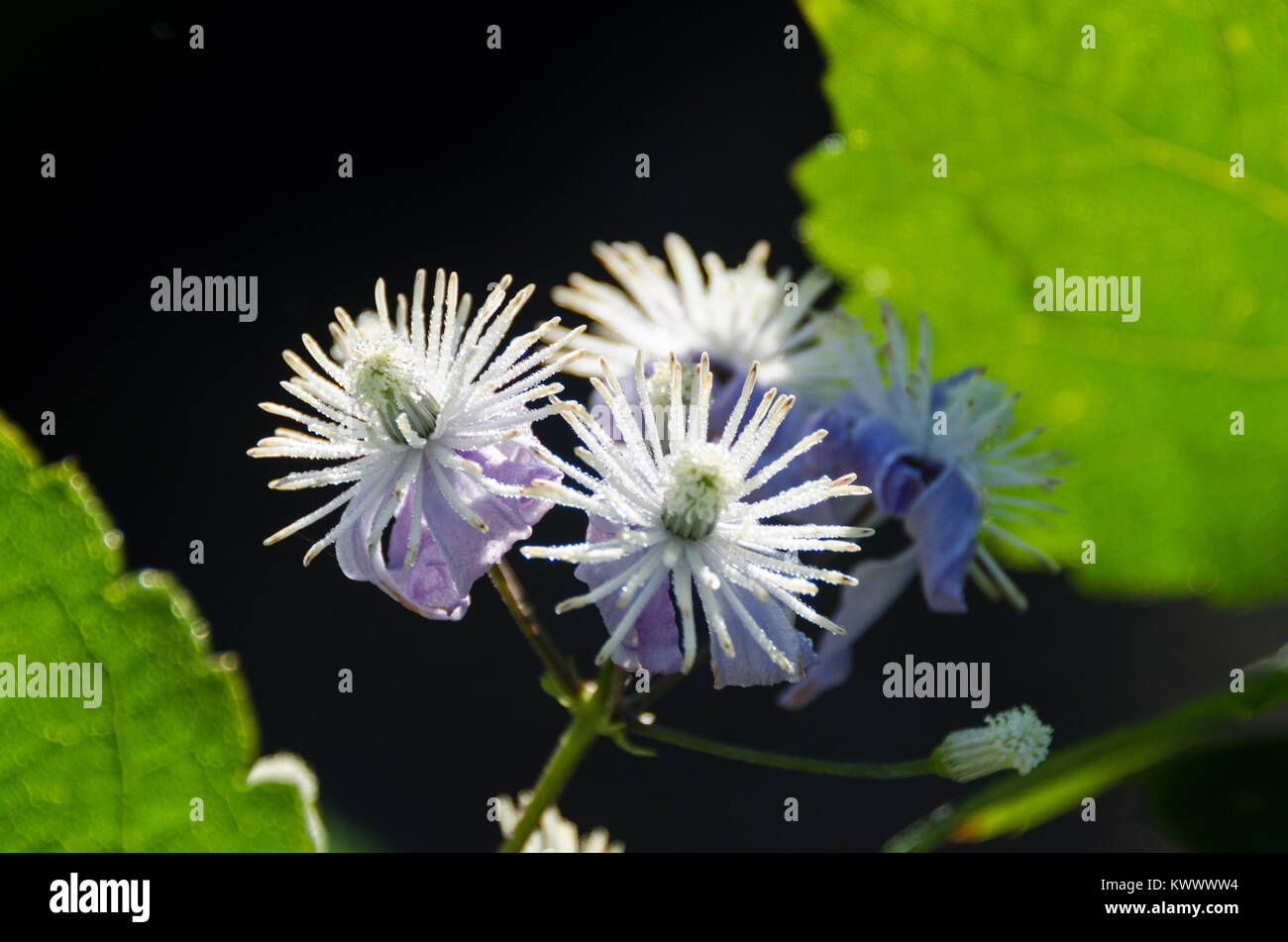 Clematis heracleifolia in Bloom, Bar Harbor, Maine Foto Stock