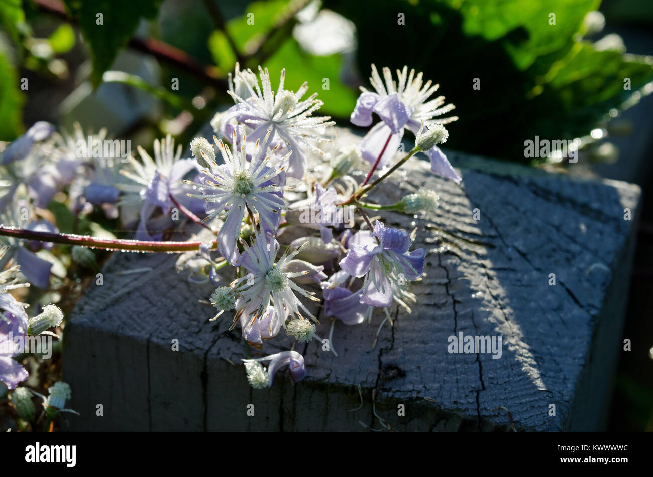 Clematis heracleifolia in Bloom, Bar Harbor, Maine Foto Stock