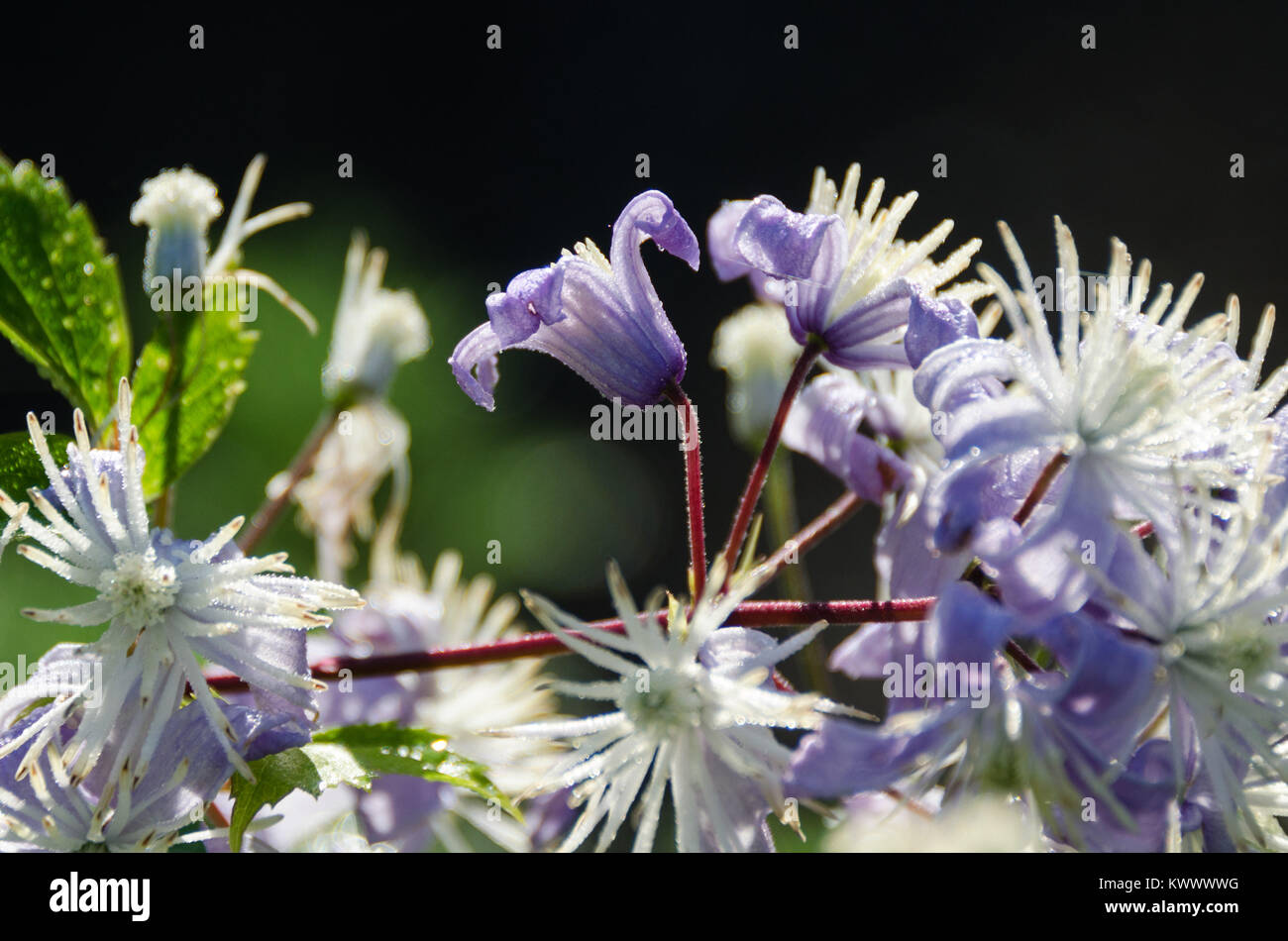 Clematis heracleifolia in Bloom, Bar Harbor, Maine Foto Stock