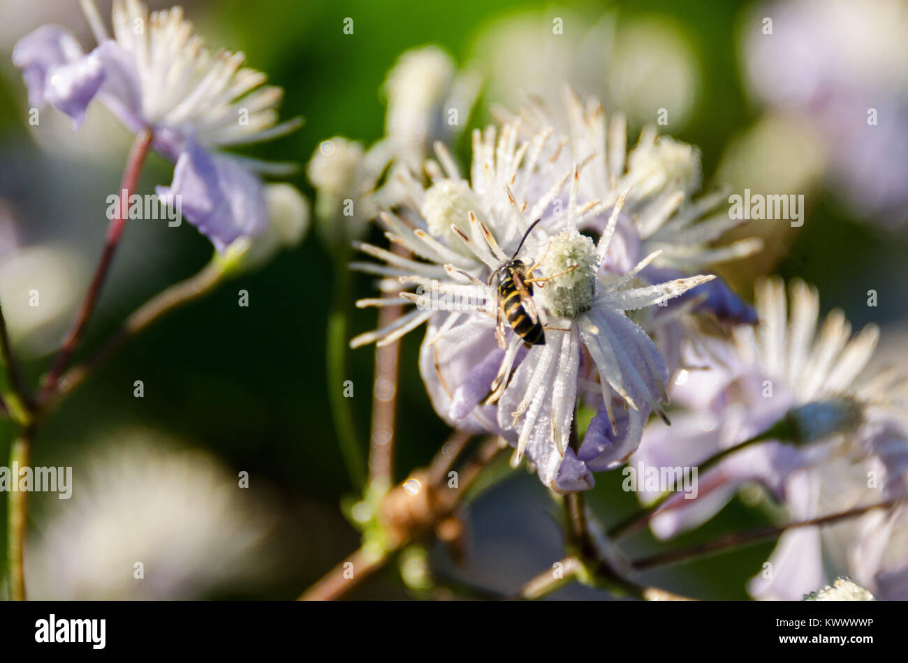 Clematis heracleifolia in Bloom, Bar Harbor, Maine Foto Stock