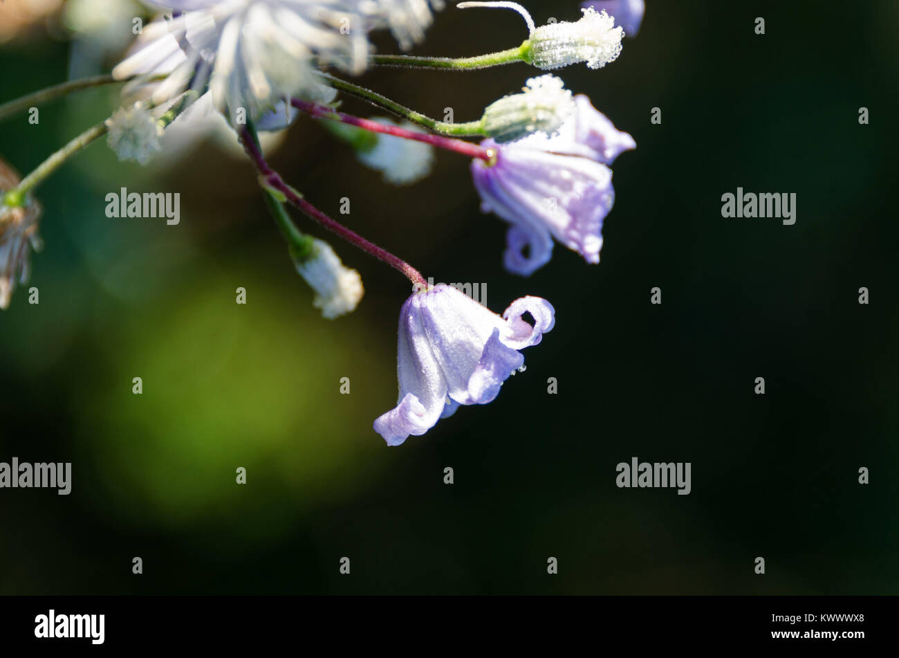 Clematis heracleifolia in Bloom, Bar Harbor, Maine Foto Stock