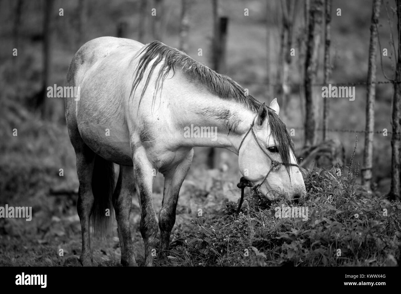 Alimentazione del cavallo su erba fresca, Cerro Punta, Chiriqui provincia, Repubblica di Panama. Foto Stock