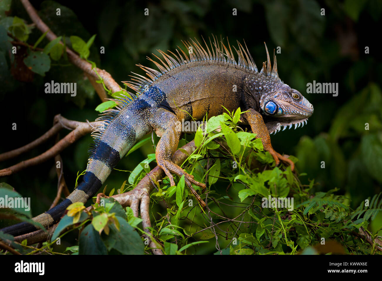 Panama fauna selvatica con un adulto verde Iguana, Iguana iguana, nella foresta pluviale sul lago di Gatun, Repubblica di Panama, America Centrale. Foto Stock