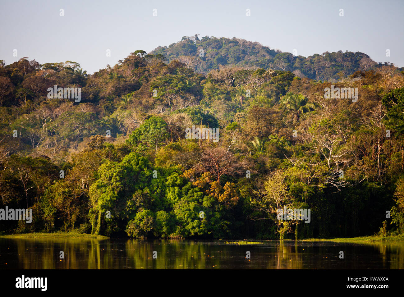 La foresta pluviale sul lato ovest del Lago Gatun (lago), provincia di Panama, Repubblica di Panama. Foto Stock