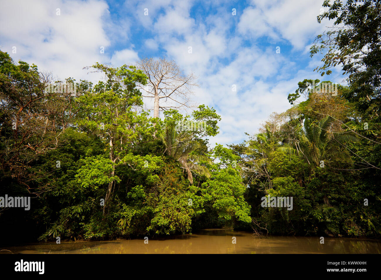 La foresta pluviale sul lato est del Lago di Gatun, provincia del colon, Repubblica di Panama. Foto Stock
