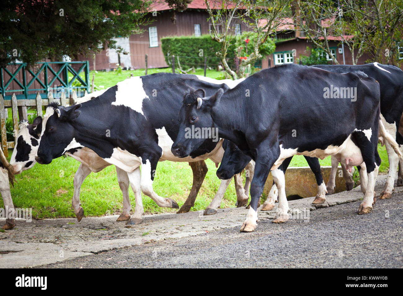 Bestiame in una fattoria a Cerro Punta, provincia di Chiriqui, Repubblica di Panama, America Centrale. Foto Stock